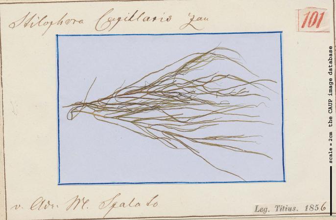 Stilophora capillaris 101.jpg